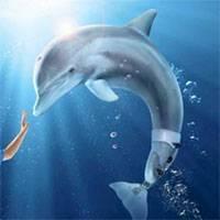 Игра Дельфин в океане
