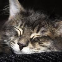Игра Пазлы спящий котик онлайн