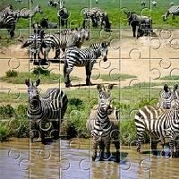 Игра Пазл: африканские зебры