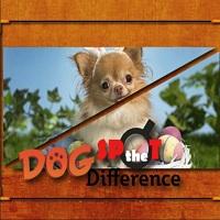 Игра Собаки: найди отличия