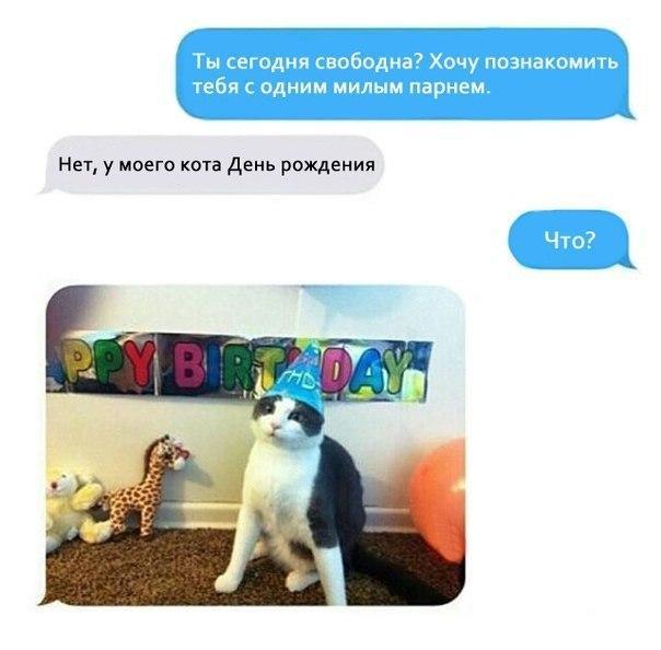День рождения кота
